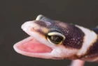 BabyLeopardGeckoScream emote