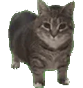 catSpin emote