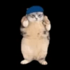 AnimierteDanceCat emote