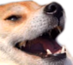 KEK emote