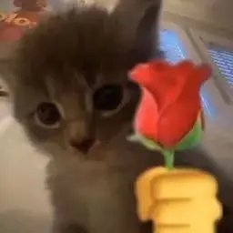 cat_tanghoa emote