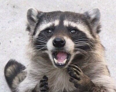 sad_Raccoon emote
