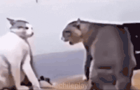 gatoPelea animated emote