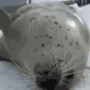sealBellySlap emoji
