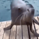 sealHop emoji