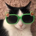 CatGreenGlasses emote