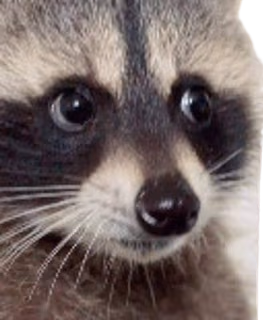 Raccoon_face emote