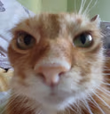CatStare emote