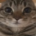 CatStaring emote