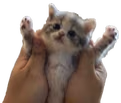 YIPEE emote