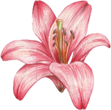 PinkLilyFlower emote