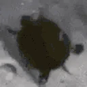 tutelSpin emote