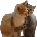 catt_hug emote