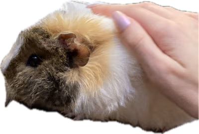 hamsterpat emote