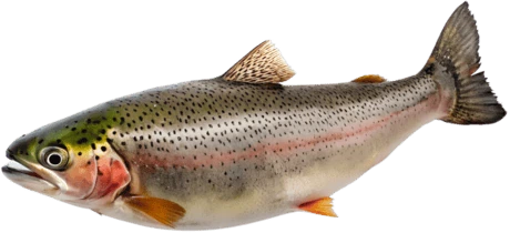 PezTrucha emote