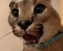 FloppaShocked emoji