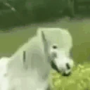 horseJAM emoji