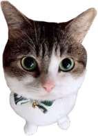 bowtie_fan_2 emote