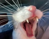 RAAAAAAAAAAAGH emote