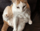 suh emote