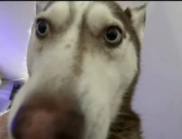 Laki emote