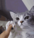 cute