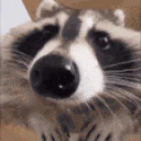 AreYouaRaccoon emote
