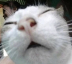 luh static emote