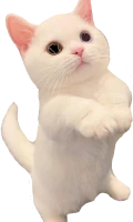 ethan_plead emote