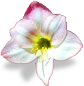 flower_amaryllis emote