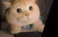 MamaPrishla animated emote