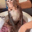 monkey_bath emote