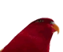 BirbGun emote