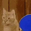 catPong2 emote