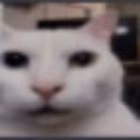 Cat_Huh_Stare emote