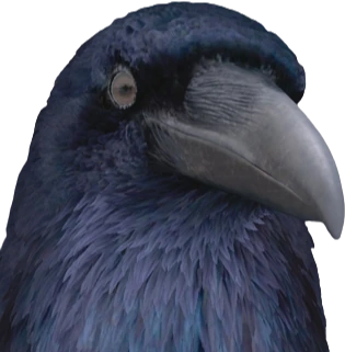 Corbeauetlerenard emote