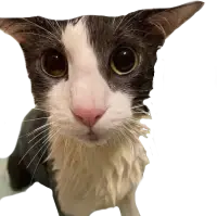 soggy emote