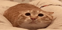 MOO emote