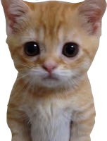 crying_cat emote