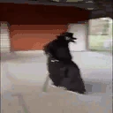 PlagueWalking emote