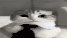 BasedCat emote