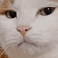 Oh emote
