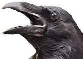 crowScream emote