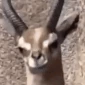 Hide emote