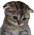 sadness emote