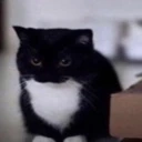 boobs emote