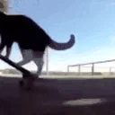 CATONTHASKATEBOARDOMGMAKEITSTOPSPINNING emote