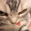pzdr emote