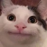 Beluga emoji
