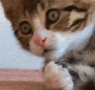 omg_shockedCat emote